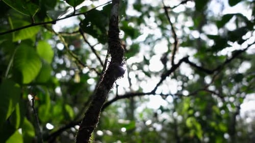 Sunlit Tree Branches in Tropical Forest