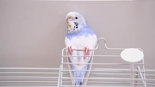 Budgie Budgerigar Funny Blue Purple Parakeet Looks Around Cute Violet Budgie Having Fun Climbing and