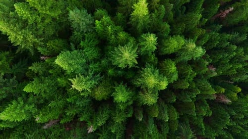 Top Down View of the Coniferous Forest Camera Rising Up and Spin