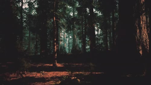Mystic Forest Scene Serene Pine Forest with Fog and Towering Trees