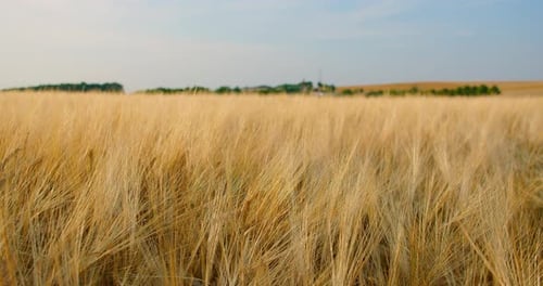Wheat Field Swaying in the Breeze on Farm
