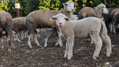 Plan au ralenti d'un agneau debout dans un enclos et d'un agneau nouveau-né buvant du lait à l'arrière-plan.