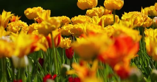 An Idyllic Garden Scene Showcasing Bright Yellow Tulips Illuminated By Warm Sunlight in StPetersburg