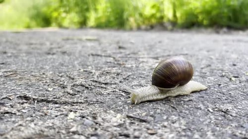 A Large Snail Crawls Along the Asphalt Road Close Up