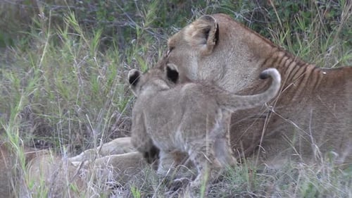 Gros plan d'un moment de tendresse entre la lionne et l'un de ses petits.