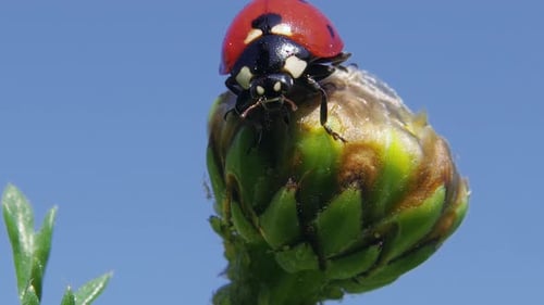 Makrodetailporträt eines bunt gefleckten Marienkäfers auf einer grünen Blütenknospe vor blauem Himmel