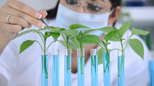 Scientist works in a laboratory conducting fossil fuel research with plant material