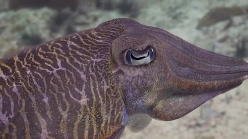 Cuttlefish closeup shot of head and eyes in Phuket, Thailand