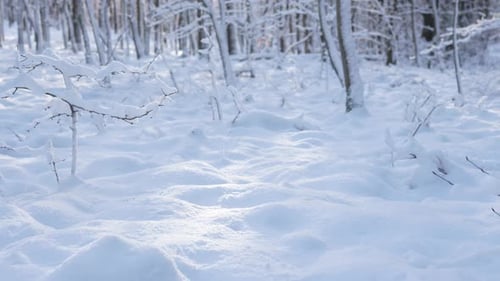 Frische Schneedecke im Wald