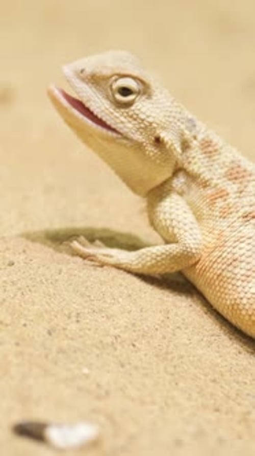 Echse, die sich in einer Sandlandschaft ausruht, ein Leguanreptil in seinem natürlichen Lebensraum Vertikales Video