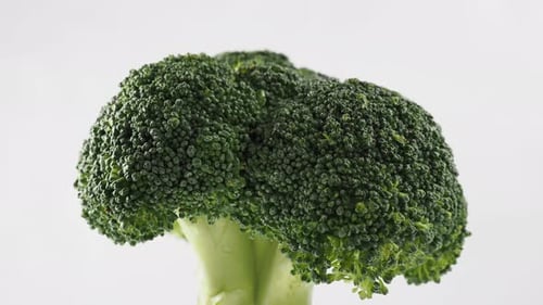Macro Shot of Fresh Green Broccoli Floret