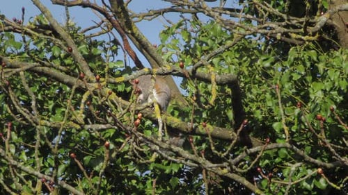 Grey Squirrel Sat On Tree Branch Grooming Itself Sunny Daytime Windy UK Hertfordshire Borehamwood