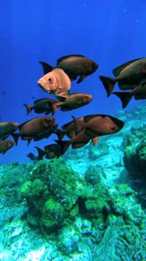 School of Fish Swimming Near a Vibrant Coral Reef