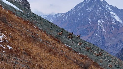 Ibex Herd Running Above Mountain Valley on Steep Slope Drone View
