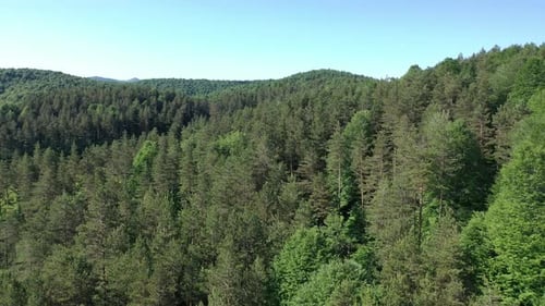 Pine Tress In Forest