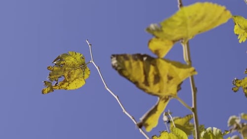 leaves on a tree in front of a blue sky in a sunny autumn weather, dry leaves, green leaves