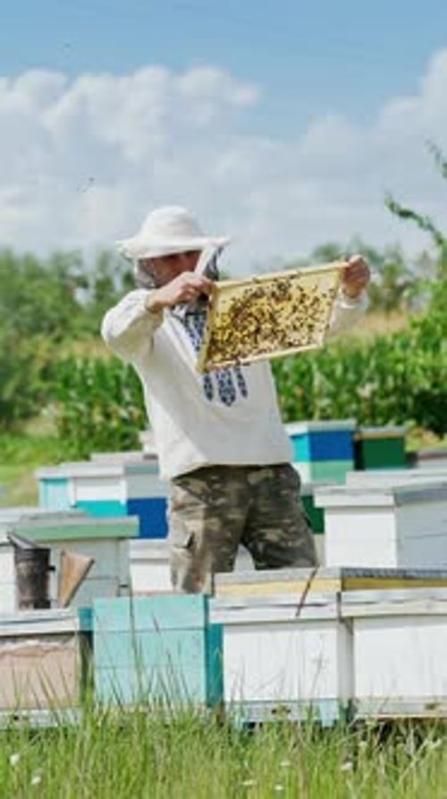 Beekeeper is working with bees and beehives on the apiary. Bees on honeycomb. Frames of a bee hive.
