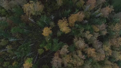 Vista aérea de arriba hacia abajo sobre el bosque