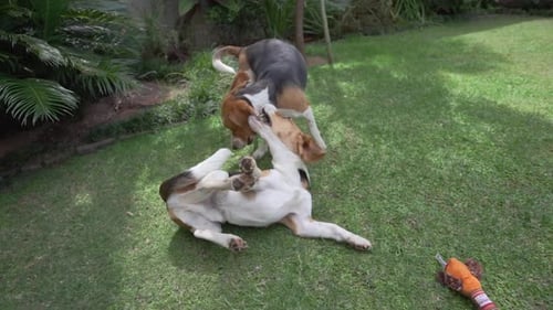 Young beagle dogs playing in the garden of suburban home in slow motion