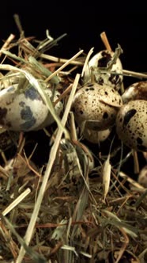 Quail Eggs Fly Up with Hay Filmed on a Highspeed Camera at 1000 Fps
