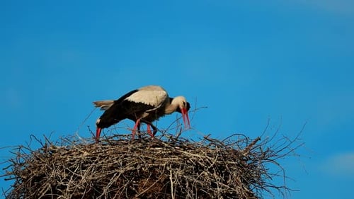 Adult European White Stork Ciconia Ciconia Sitting In Nest In Sunny Spring Day