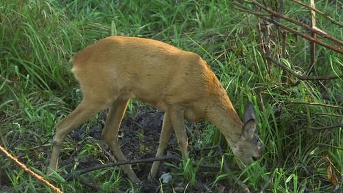 Young Deer Kid Eating Grass in a Wild Forest Meadow