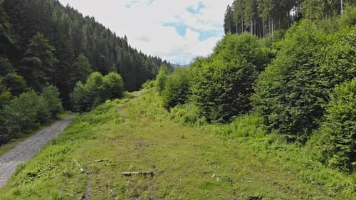 In the Hillsides High in the Scenery a Dense Forest of Pine Trees Can Be Seen
