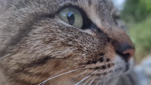 Tabby Cat Face Close Up Detailed Fur