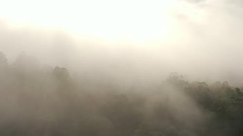 Aerial View of Misty Green Forest Landscape