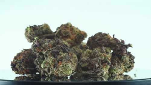 Nahaufnahme einer Marihuana sativa Sour Diesel-Blüten, grün und lila, auf einem reflektierenden rotierenden