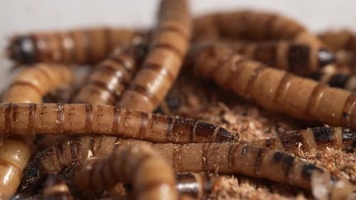 Zophobas Morio, Superworm 69