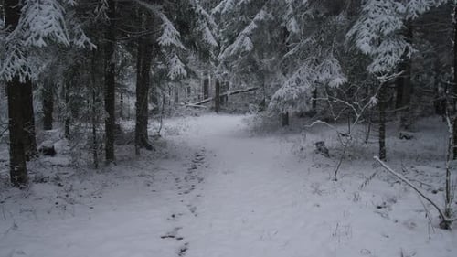 Serene Woodland Walk Silent Path Through Frosted Trees Chilly Trail Meanders Beneath Evergreen