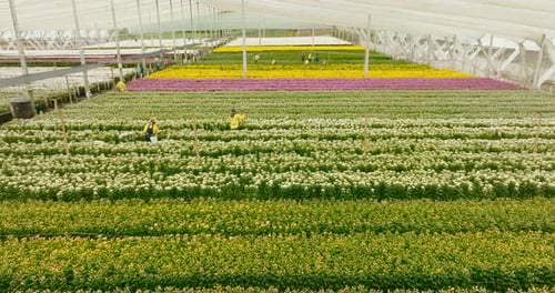 Flower Farm Workers Harvesting Blooming Crops in Greenhouse