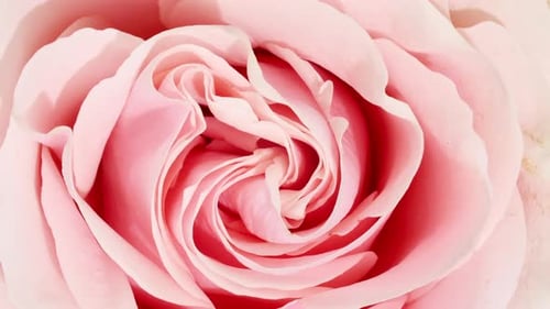 Beautiful Pink Rose Close Up