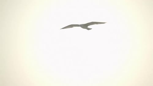 Seagull Flying in Urban Environment