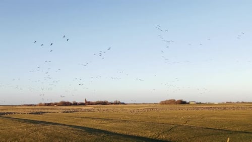 Flock of birds. Thousands of wild geese are flying around at the north sea coast in Schleswig Holste