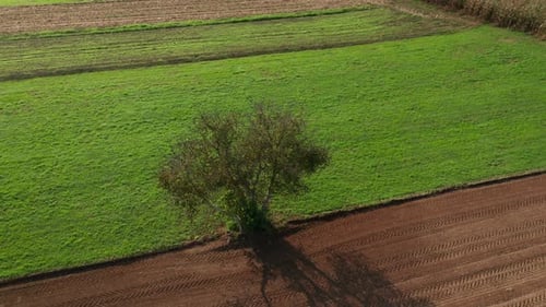 Lone tree in farmland, green meadow and brown, ploughed field, aerial view, serenity, peace and tran