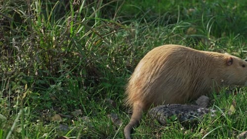 A brown nutria in the grass looks around to find food. The animal is also called coypu, water rat