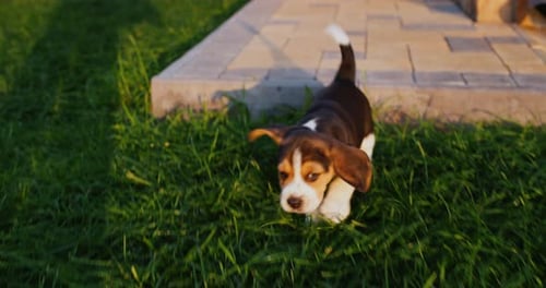 Energetic Beagle Puppy Runs Happily on Green Lawn