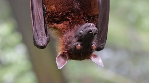 malaysisches Flugfuchsgesicht hautnah