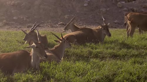 Group of Eland Antelope resting in grassy field, backlit dolly shot
