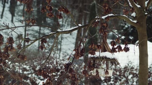 Chickadees zip around bird feeder and tree in snowy winter landscape