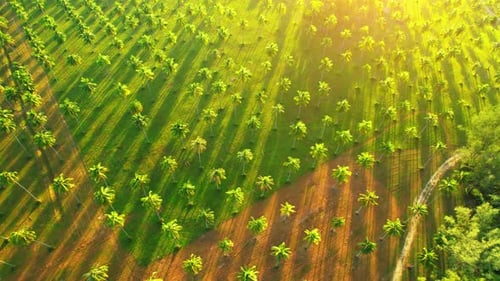Aerial View of Palm Tree Field at Sunrise