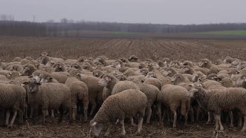 Large Flock of Sheep Grazing in Rural Field