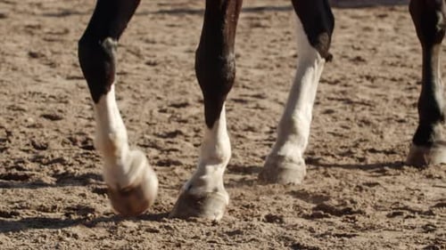 Horse Closeup Walking on the Farm