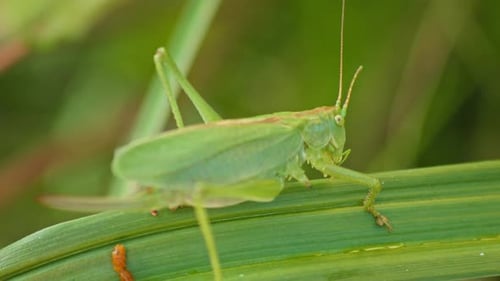 camouflaged green Grasshopper sitting On Green Plant Leaf. close-up