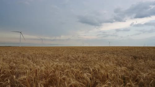 Cloudy Sky Above Wind Farm And Golden Wheat Field With Soft Light