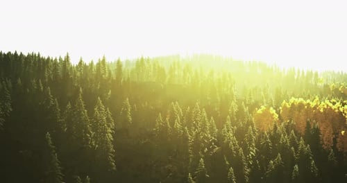 La lumière du soleil filtre à travers une forêt dense à la lumière du petit matin