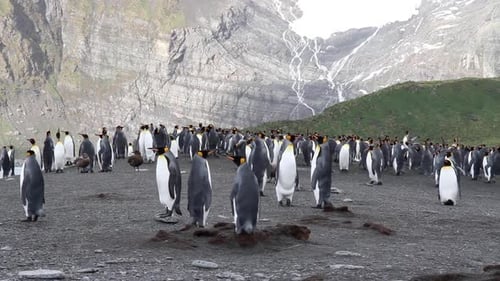 KIng penguin Colony with chicks