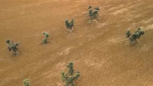 Flight Over Olive Trees Growing on Red Soil in Italy